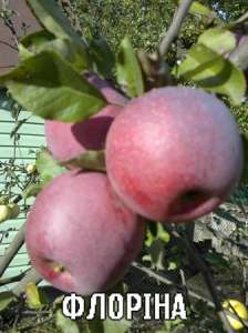 ������� ��������! ���� ������� ����. - ����������� 1