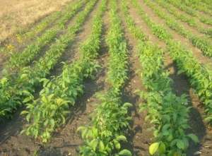 ������� �������� ����� �����, ���������� �� ��������� - ����������� 1