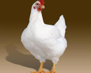 ������� ��������� � ������������ ��������� ����� - ����������� 1