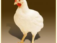 ������� ��������� (����, ����, ������, ������ ����, ����� ���) - ����������� 1