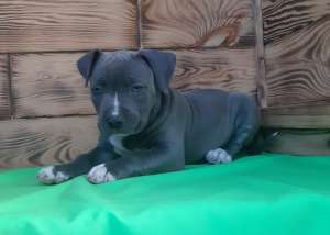 ������� , ����������, � �����������, ����� �� ������� - ����������� 1