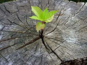 ������� "���������� ������������� ���������� ��������" - ����������� 1