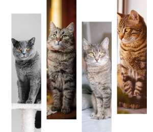 ������� ����������� ����, ������ ��� ���� ������� �� ������ - Delivery Animal - ����������� 1