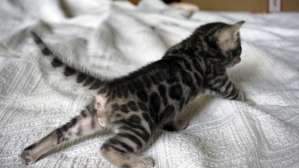 ������� ����������� ������ ������������ ������ �� ������ ������ - ����������� 1