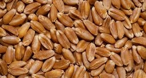 �������, �����������, ���������� � ��������. ���� �/� �������� � ������ - ����������� 1