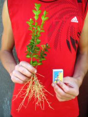 ������� ����������� ������������ �������� - ����������� 1