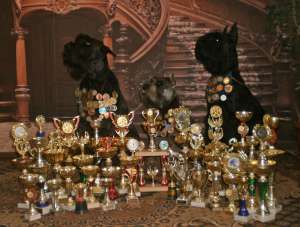 �������� - ����������� 1