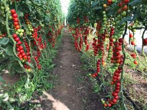 �������� ����� 150, 60, 40 ��� Vatan Plastik - ����������� 1