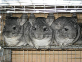 �������� ������ �� ��������� - ����������� 1