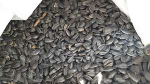 �������� ������� ������������ ������ 2019 ����, ���� - ����������� 1