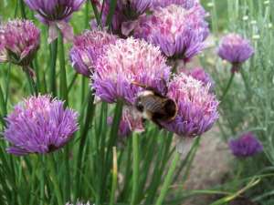 �������� �������� - ����������� 1