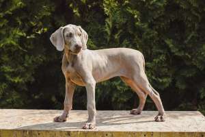 �������� ���������� ������� ���������� ������ �� ��������� ���� � �������. - ����������� 1