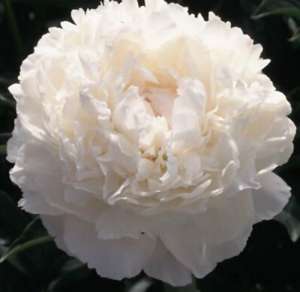 �������� ����������� ����� �� ������� ��������� - ����������� 1