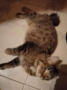 ��������� ��� ��������, ���������� �������, ���� - ����������� 1