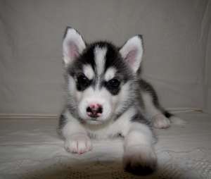 ��������� ����� ����� - ����������� 1