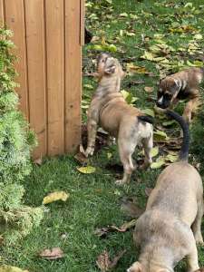 ��������� ����� ������ ������������ �����, ���� - ����������� 1