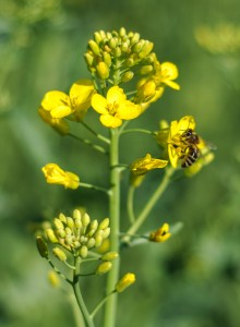 ��������� ����� ������� ����� - ���� - ����������� 1