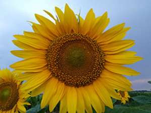 ��������� ������ ��������� ����� ����� ( ϲ� �������� �������Ҳ���� ) - ����������� 1