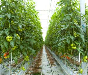 ��������� ��������� Chotowa: ������ ����� �������� � ���������� �������� - ����������� 1