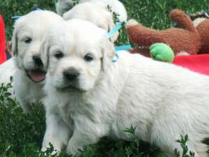 ��������� ������������ ����� - ����������� 1