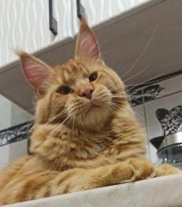 ��������� ������-��������� ������ ����-���, � ����������� - ����������� 1