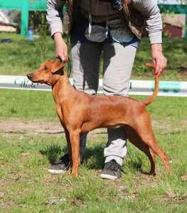 ���������� ������ ��������� ������� - ����������� 1