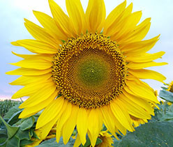 ���������� ������� (90�95 ��) ������� ������� ����������� ��������� - ����������� 1