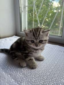 ���������� �������� �� ���� ��������� �������� Scottish straight - ����������� 1