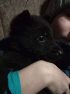 ���������� �������� ������ ���������������� ������� - ����������� 1