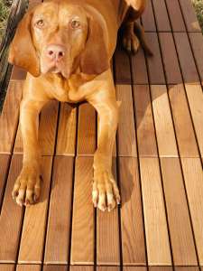 ����������, ����������, ���������, ����������, ����������� - ����������� 1