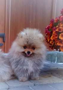 ����������� ���� ���� � ������� ����� �� ����������������� ��������� - ����������� 1