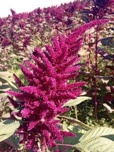 ����������� ���� ������ - ����������� 1