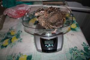 ����������� ����� - ����������� 1