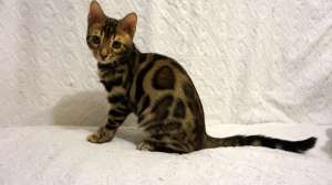 ����������� ����� �����. ����������� ������. - ����������� 1