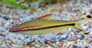 ����������� ����� ������ �������� - ����������� 1