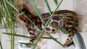 ����������� �����. ������� ����� ����������� ������. �������. - ����������� 1