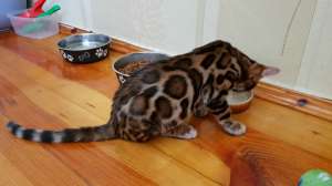 ����������� ������ ��� ���� � � ����������. - ����������� 1