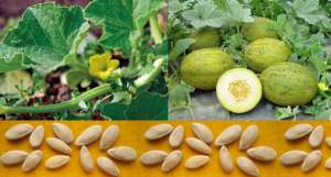 ������������. ������ ������ ������ 2020, ��������-������� || ���� ����� B&SProduct - ����������� 1