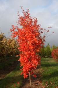 ������������ ������ "��������" � �������� ������� - ����������� 1