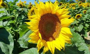 ������������ ������� 115� �������� � ����-��������� - ����������� 1