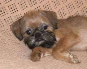 ������������ ��������-��������� ������� - ����������� 1