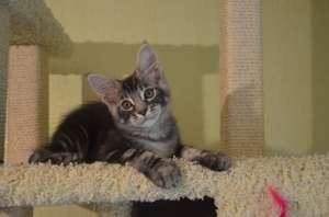 �������������� ������ ���� ��� �� ��������� - ����������� 1