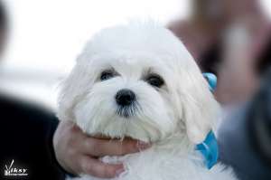 �������������� ��������� �������� �� �������� 8 ����� - ����������� 1