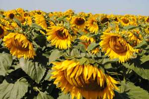 �������-��������� ����� ����ͻ ������� ������ ��������� �� �������� ��� (108-110) �� ���� (105-110��). - ����������� 1